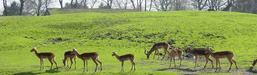 Impalas in a Dutch Zoo. Photo: Peter Maas/Wikipedia