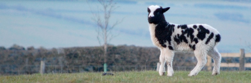 One of Jacob's lambs in England. Photo: Paul Blakeman/Flickr/Creative Commons