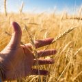 Man in a field holding a head of wheat