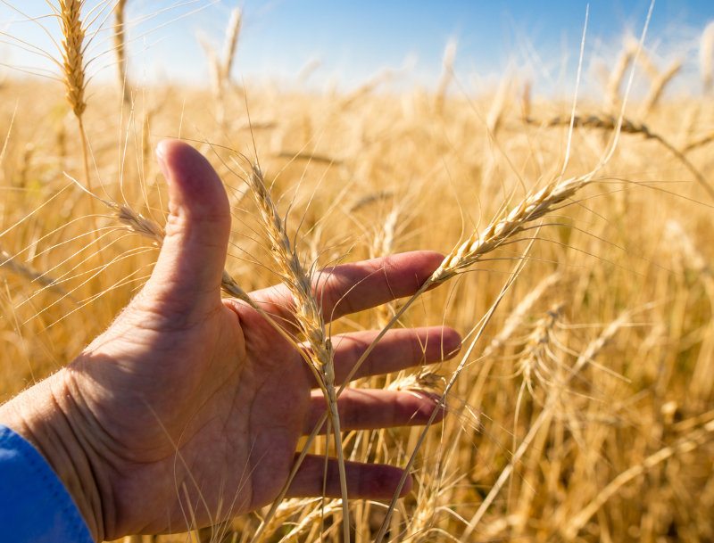 Man in a field holding a head of wheat