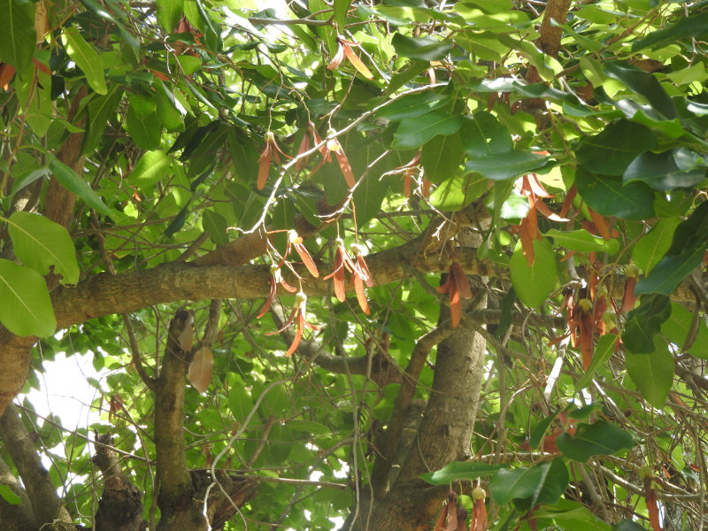 A Shorea roxburghii tree has winged fruit which enables dispersal
