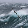 Seagulls flying over raging ocean