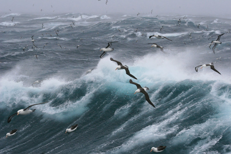 Seagulls flying over raging ocean